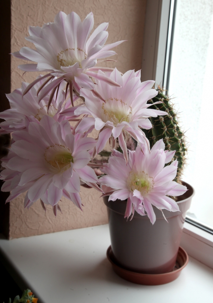 Zemesgrāmatas nodaļas priekšniece Inese Čakša atzīst, kaktusi neesot viņas sirdslieta, jo labāk patīkot puķes, kas aug dārzā, piemēram, gladiolas, dālijas un citas, tomēr arī viņa nespējot palikt vienaldzīga pret skaistajiem ziediem. 
Autors: Gatis Bogdanovs