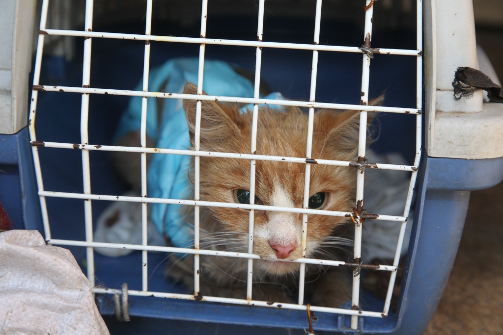 Veterinārajiem speciālistiem nācās palīdzēt gadu vecajam kaķim atbrīvoties no kažoka, kas, dzīvniekam nonākot saskarē ar eļļainu vielu, bija tā saķepis, ka sāka apdraudēt kaķa dzīvību. Tā ir liecība cilvēku nevērīgajai attieksmei pret apkārtējās vides piesārņojumu.
Autors: Gatis Bogdanovs