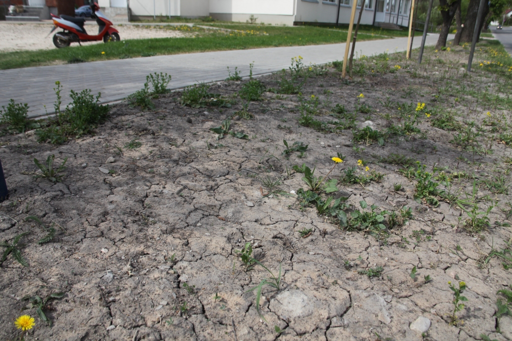 Dažviet lietus nav lijis pat pāris mēnešus, tāpēc no sausuma jau sākusi plaisāt zemes virskārta. Sausuma dēļ tīrumos mālainās vietās jau paspējuši izdegt sējumi.   
Autors: Gatis Bogdanovs