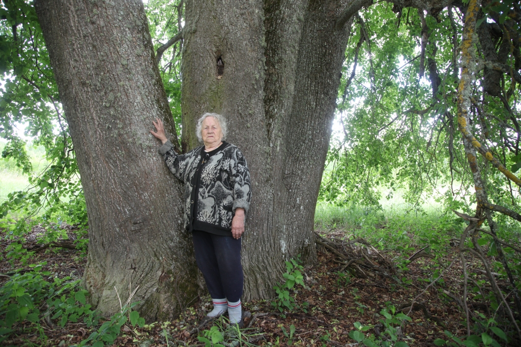 Beļavas pagastā pie “Arņu” mājām augošo dižo liepu Erna Kritnere redzēja lielu jau pirms vairāk nekā 70 gadiem. 
Autors: Gatis Bogdanovs