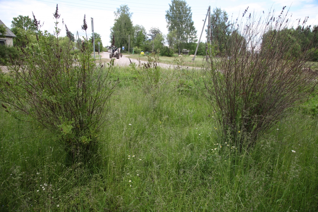 Var jau iestādīt dekoratīvos  krūmus, tādējādi padarot pievilcīgāku kādu pilsētas stūrīti, bet šie stādījumi ir arī jākopj. 
Autors: Gatis Bogdanovs