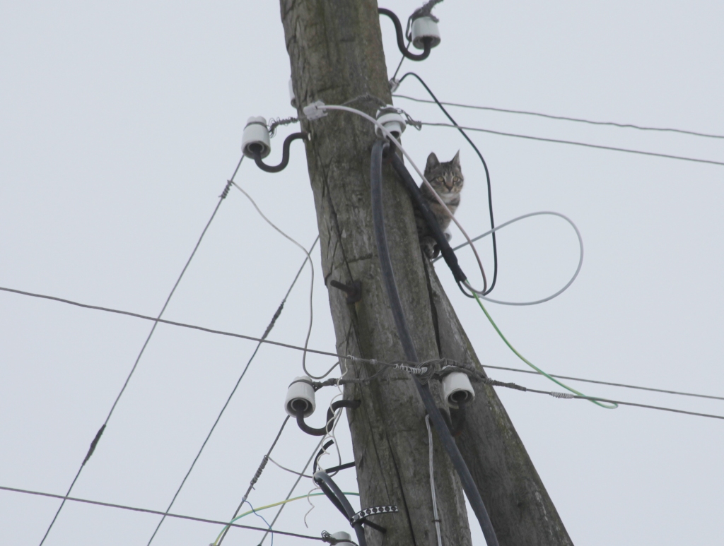 Autors: Gatis Bogdanovs