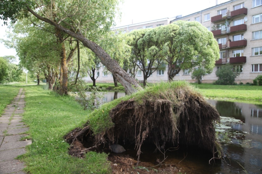 Gulbene
Autors: Gatis Bogdanovs