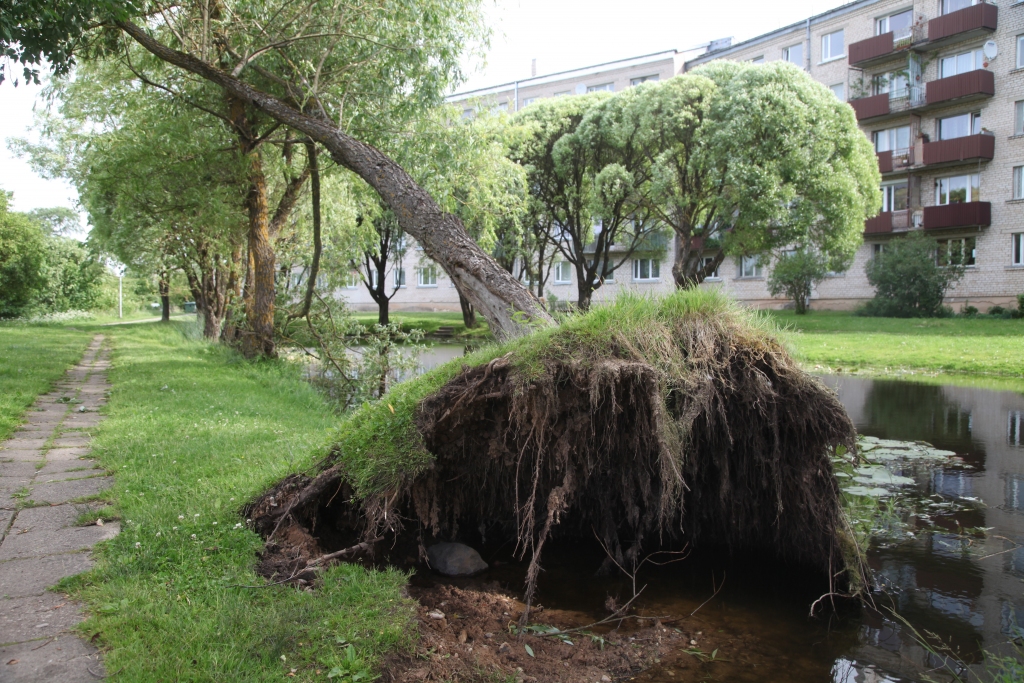 Vētras nedarbs pašā Gulbenes centrā! Skolas ielas dzīvojamā masīva iedzīvotāji sestdien ieraudzīja vētras izrautu vītolu dīķīša malā. Kādam gan jābūt stihijas spēkam, lai kaut ko tādu paveiktu?! 	
Autors: Gatis Bogdanovs