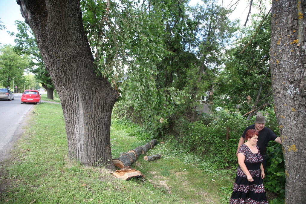 Tikai tas, ka no lielā ozola vējā atlūzušais zars zemē kritis vertikāli, pasargājis Brīvības ielas 38.nama verandu. Aplūkojot mājas tuvumā augošos tuvējos ozolus ielas malā, redzētais liek secināt, ka tie ir bīstami cilvēkiem un pa ielu braucošajam transportam. 
Autors: Ginta Alberte
