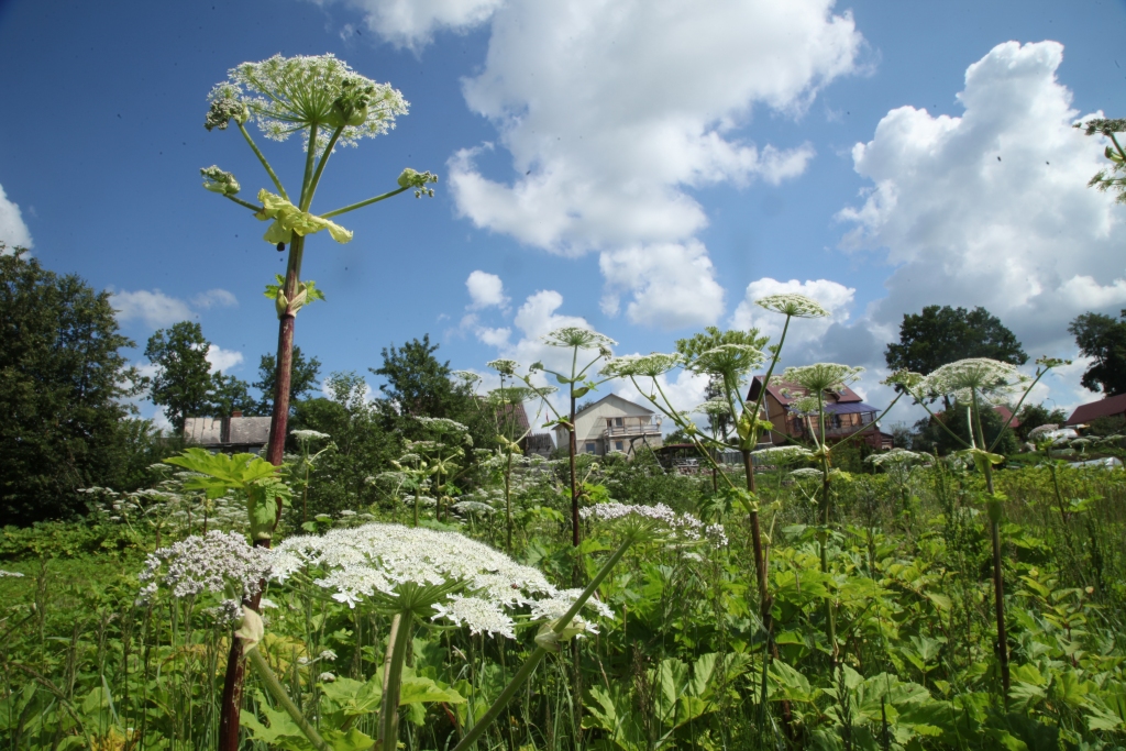 Ko darīt, ja jādzīvo blakus ziedošiem latvāņiem, jo tie aug uz svešas privātās zemes? Pašvaldība nav tiesīga pļaut. Iedzīvotāji arī nedrīkst rīkoties svešā teritorijā. Tikmēr bīstamā nezāle Gulbenē, Rēzeknes ielā, pieņemas spēkā. 									  
Autors: Gatis Bogdanovs