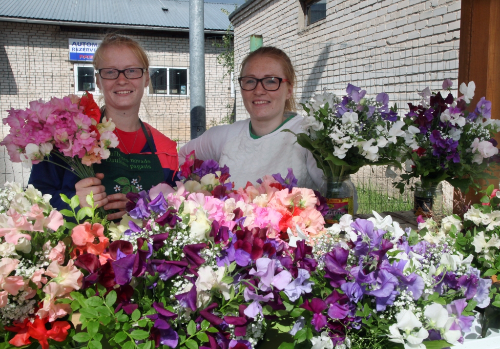 Daukstu pagasta zemnieku saimniecībā “Pļavnieki” māsas Gundega (no kreisās) un Ieva pievērsušās lielziedu puķzirnīšu audzēšanai, jo uzskata, ka tirgū tie ir pieprasīti.                              		            
Autors: Gatis Bogdanovs