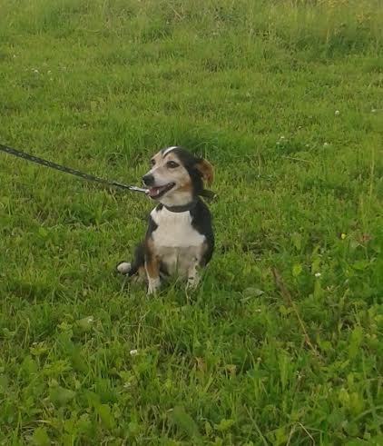 Autors: no dzīvnieku mājas 