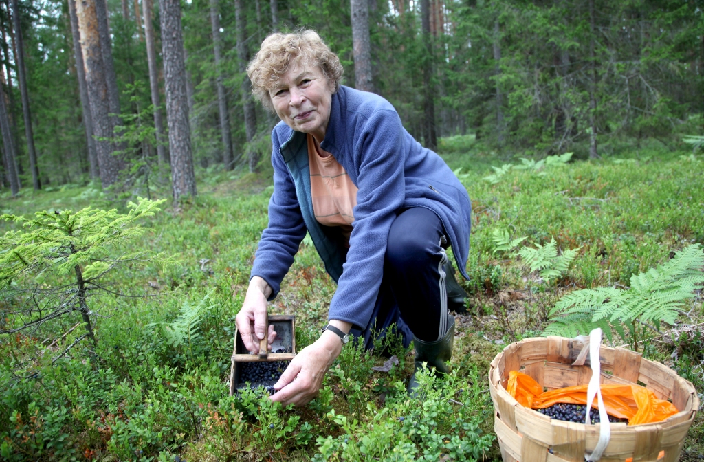 Ogo savam un mazbērnu priekam. Gulbeniete Dzintra Grīsle ir viena no ogotājām, kuru vakar mežā satika “Dzirkstele”. Viņa stāsta, ka mellenes lasa sev, bērniem un mazbērniem. “Vecmāmiņas vākums vienmēr garšo labāk,” viņa saka. 					   
Autors:  Gatis Bogdanovs