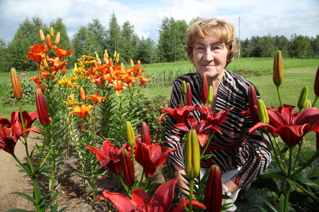 Lejasciemietes Intas Balodes dārzā zied lilijas, cita par citu krāšņāka. Apmēram 50 šķirņu daudzveidība un mainība priecē vairāk nekā astoņus gadus, kas puķkopei iezīmē liliju periodu. Par šīs vasaras jaunatklāto brīnumaino lilijas ziedu lasiet 5.lappusē. 
Autors: Gatis Bogdanovs