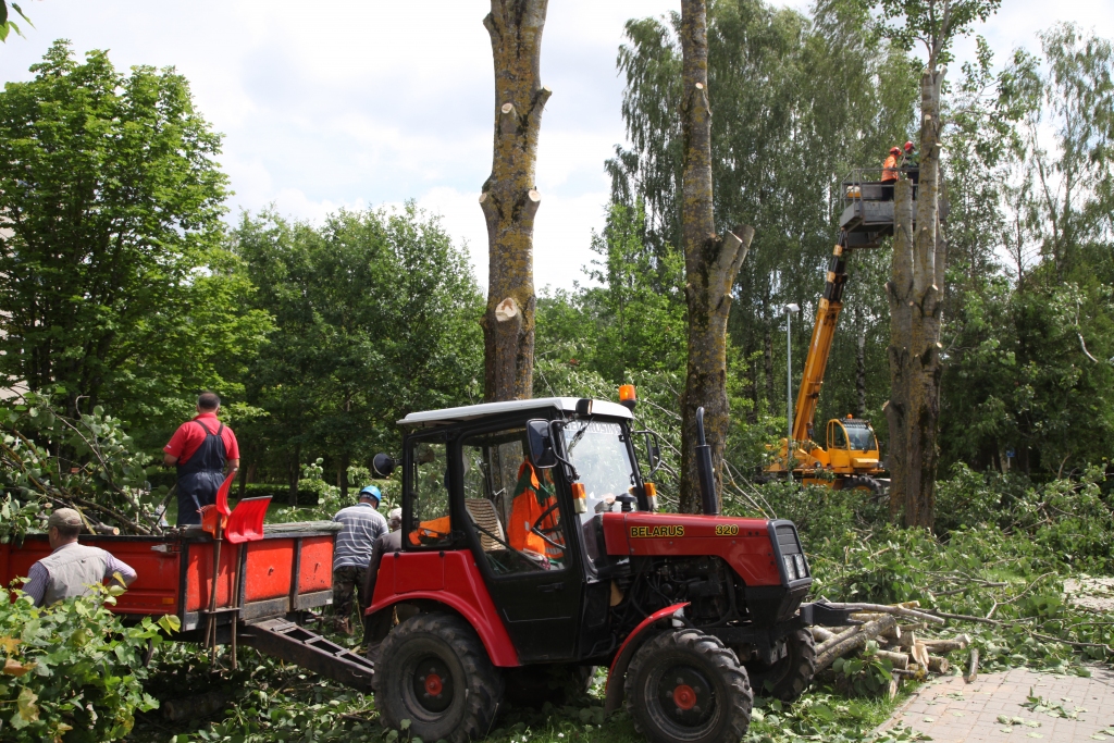 Gulbenes pilsētas Labiekārtošanas iestādes strādnieki, ņemot vērā iedzīvotāju iesniegumus, šonedēļ pilsētā sāka zāģēt bīstamos kokus. Kopumā plānots nozāģēt 17 kokus dažādās pilsētas vietās.	
Autors: Gatis Bogdanovs    