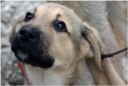 Autors: www.ulubele.org