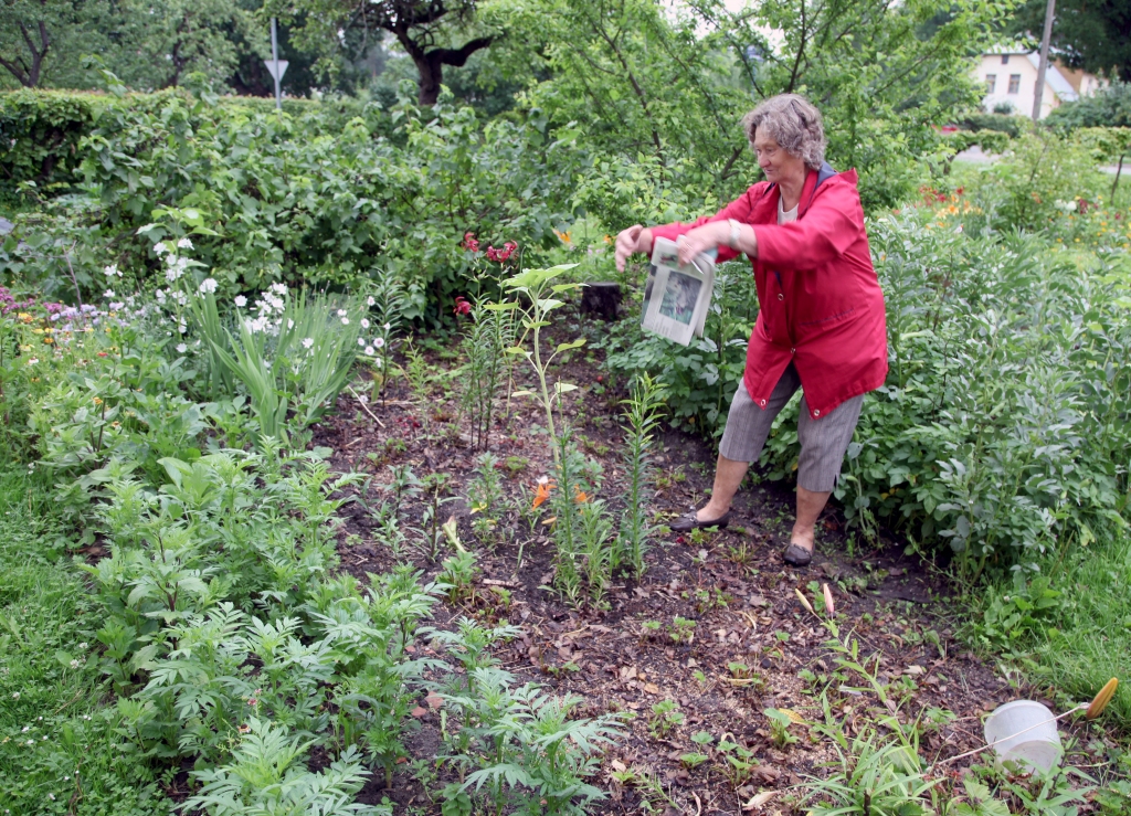 “Visas manas lilijas, kas tik krāšņi ziedēja, ir zagļu izpostītas. Ja jau tik ļoti bija vajadzīgas, tad vajadzēja nogriezt, nevis raut ar visām saknēm,” saka Antonija Stūrīte.
Autors: Gatis Bogdanovs