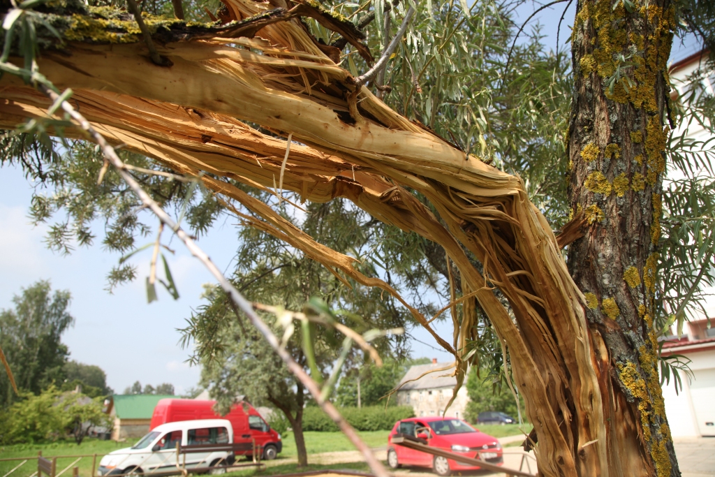 Tā tagad izskatās viens no smiltsērkšķiem, kas aug Gulbenes centrā, mājas Ābeļu ielā 17b pagalmā. Pirmdienas vakarā tajā iespēra zibens, pamatīgi pārbiedējot daudzdzīvokļu mājas iedzīvotājus un arī citus gulbeniešus.
Autors: Gatis Bogdanovs