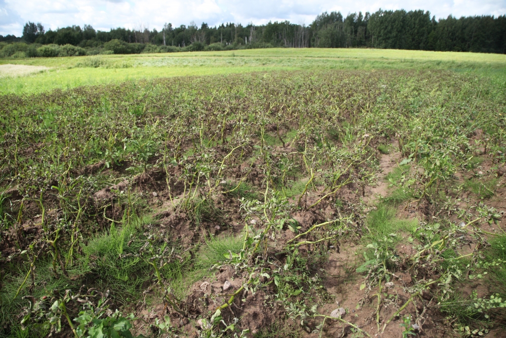 Lakstu puve ir klāt. Tās izplatību šogad īpaši veicina siltais un mitrais laiks. Mazo platību īpašniekiem nav iespējams stādījumus nomiglot, tāpēc tagad nekas cits neatliek, kā nopļaut lakstu puves bojātos lakstus un domāt par kartupeļu ražas novākšanu. 	
Autors: Gatis Bogdanovs