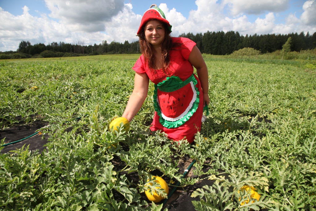 Tatjana Ābeltiņa, kura audzē arbūzus tepat piepilsētā, Beļavas pagastā, ir pārliecinājusies, ka Latvija ir piemērota arbūzu audzēšanai. “Ir šķirnes, kas ir piemērotas mūsu vasarai. Vajag tikai tās atrast!” viņa saka un rāda “Dzirkstelei” agro arbūzu šķirni, kura esot visgaršīgākā, bet tieši šīs šķirnes arbūzi esot ļoti grūti transportējami, jo to miza ir ļoti plāna.
Autors: Gatis Bogdanovs