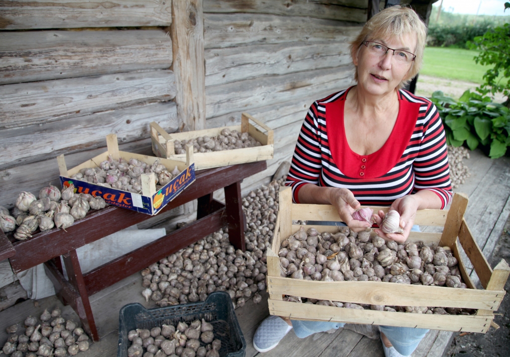 Lizuma pagasta zemnieku saimniecībā “Silieši” pusotra hektāra platībā audzētie ziemas ķiploki, galvenokārt, ir saimniece Skaidrītes Burkites pārziņā. Viņa atzīst, ka agrāk nevarējusi pat iedomāties, ka nodarbosies ar ķiploku audzēšanu. Četru gadu laikā viņa pārliecinājusies, ka šis bizness tikai no malas raugoties, šķiet vienkāršs, jo jāievēro daudzi audzēšanas  noteikumu un ķiploku kaprīzes. Lai tās izzinātu vēl labāk, kā arī stādīšanai iegādātos jaunas Latvijā audzētas ķiploku šķirnes, “Siliešu” saimnieki pieredzi smeļas pie citiem ķiploku audzētājiem Latvijā, kā arī domā par ķiploku platības palielināšanu.  		
Autors: Gatis Bogdanovs
