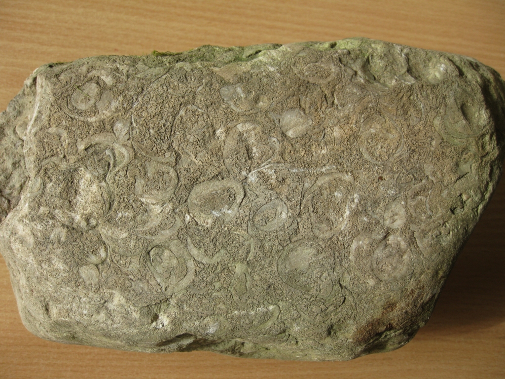 Lizumnieša Mārča Gravāna atrastais dīvainais akmens ir tā saucamais gliemeždolomīts vai arī gliemežkaļķakmens. Latvijā šādi ar fosilijām bagāti paraugi esot atrodami samērā bieži. 	
Autors: Gatis Bogdanovs