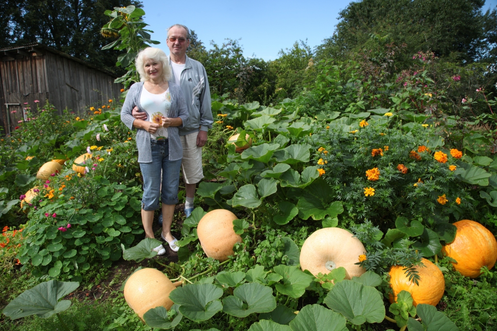 Litenes pagasta iedzīvotāja Silvija Krieva, kura kopā ar vīru Induli Litenē dzīvo astoņus gadus, ķirbjus audzē jau sen. Katru rītu Silvija iznāk pagalmā, lai apmīļotu katru ķirbi, kuri šogad līdzinās lielām apaļām saulēm. “Dārzā var iestādīt kartupeļus, iesēt burkānus vai ko citu un aizmirst, bet arī augi, ne tikai cilvēki, vēlas, lai tos mīl un lolo. Tad arī Dieva svētība stāv visam klāt,” saka Silvija.
Autors: Gatis Bogdanovs  