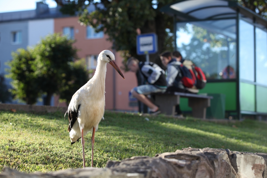 Autors: Gatis Bogdanovs