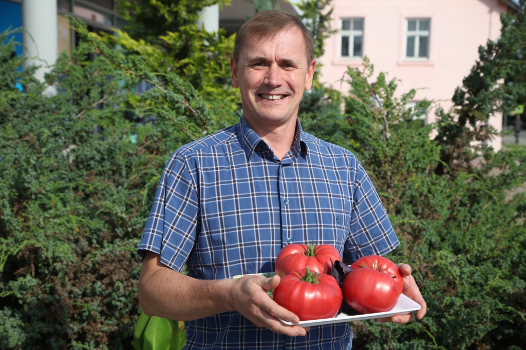 Smagākais tomāts, ko šogad Jurim Duļbinskim izdevies izaudzēt, sver 1,040 kilogramus. Regulāri tiekot noņemti tomāti, kas sver 800 līdz 850 gramus. “Tomātu audzēšana ir jauka nodarbe,” uzskata Juris. 
Autors: Gatis Bogdanovs