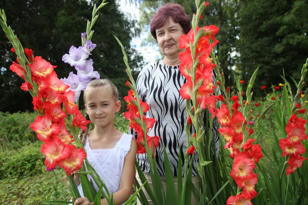 Rasma Kazāka, kura dzīvo Stradu pagasta Stāķos, ar puķēm sarunājas kā ar mīļiem cilvēkiem. “Bez mīlestības jau nekā nebūtu,” uzskata Rasma, kura savulaik gribējusi kļūt par dārznieci. Prieks par vecmāmiņas dārzā krāšņi ziedošajām gladiolām ir arī viņas mazmeitai Madarai, kura šodien uzsāks savas skolas gaitas Gulbenes vidusskolas 1.klasē. Madara, kurai ļoti patīk zilais krāsu tonis,  izvēlējusies, kādas krāsas gladiolas šodien nesīs savai klases audzinātājai. Starp tām būs violetā, kā arī, iespējams, kāda no sarkanīgi rozīgajām. Satraukums par mazmeitas pirmo skolas dienu ir ne tikai Madarai, bet arī viņas vecākiem un vecmāmiņai, kura, kā pati smejas, gladiolas esot uzziedinājusi par godu 1.septembrim un Madarai.  
Autors: Gatis Bogdanovs