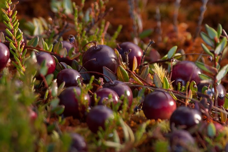 Autors: Publicitātes foto