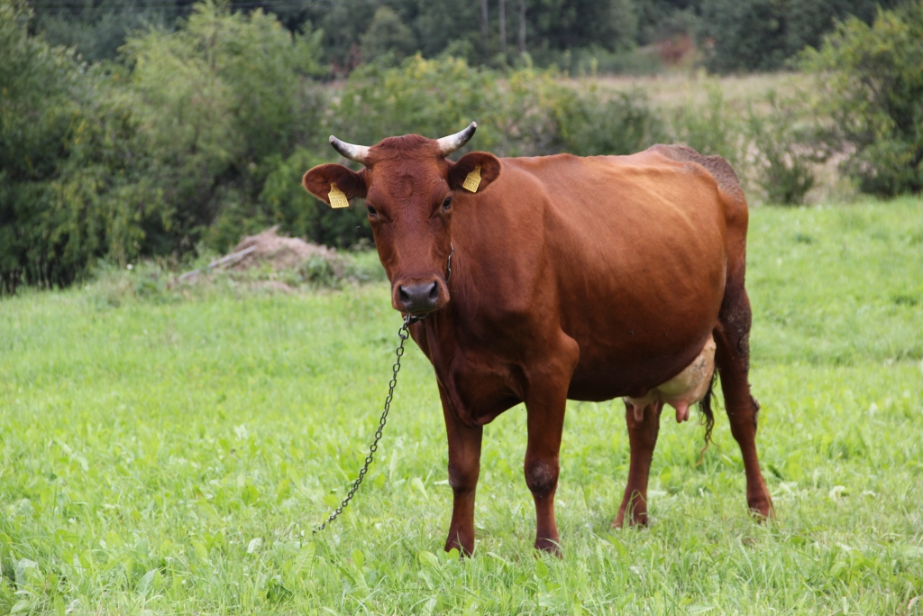 Autors: no “Dzirksteles” arhīva