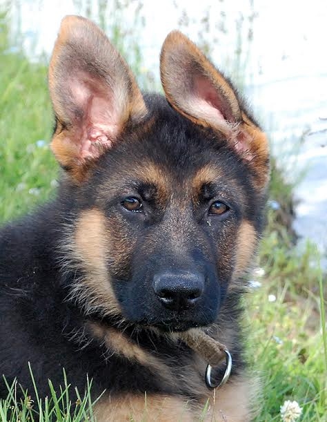 20.septembrī Gulbenes novada Galgauskas pagastā pazudis vācu aitu suns - 6 mēnešu vecs kucēns.
Autors: no personiskā arhīva