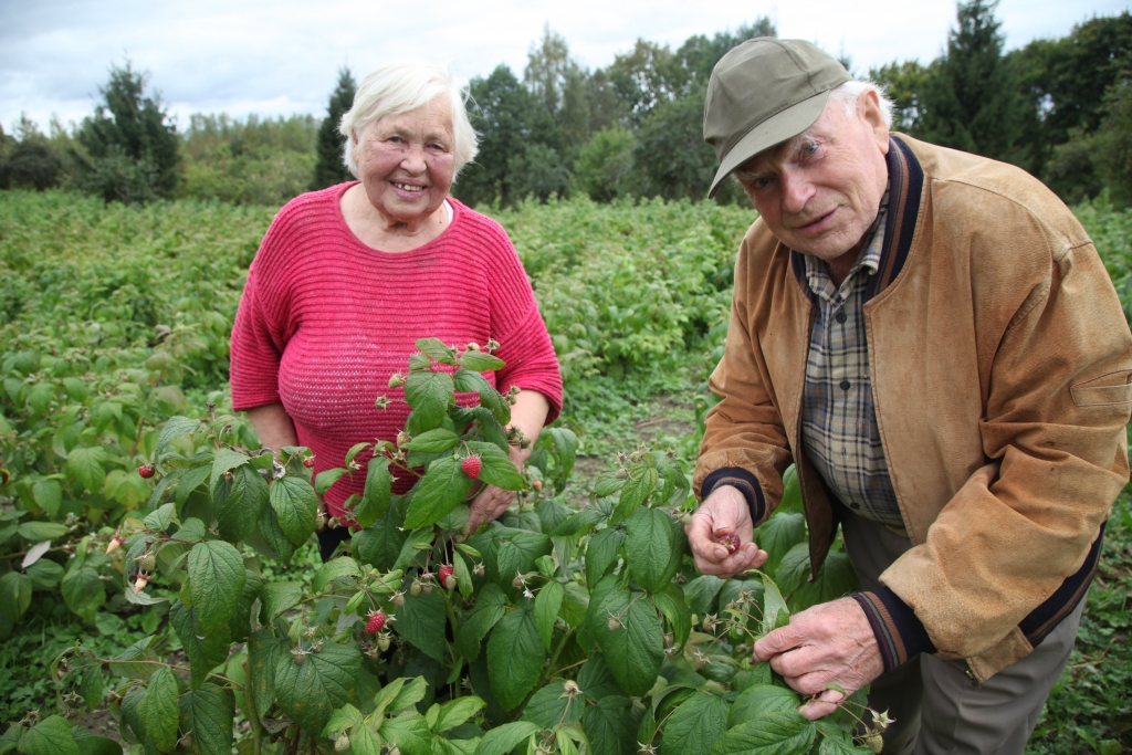 Latvijā un arī Gulbenes novadā arvien vairāk zemes īpašnieku izvēlas audzēt rudens avenes. Tās cilvēki stāda gan savos mazdārziņos, gan stādījumiem ierāda lielākas platības. Šāds gods rudens avenēm tiek ierādīts tāpēc, ka ogas ir lielas, tām nav avenēm raksturīgo tārpu, kā arī tās ir ērtāk novākt. Rudens avenes jau četrus gadus audzē arī Stāmerienas pagasta “Blāzmu” saimnieki Līga un Leonīds Brosovi.    
Autors: Gatis Bogdanovs