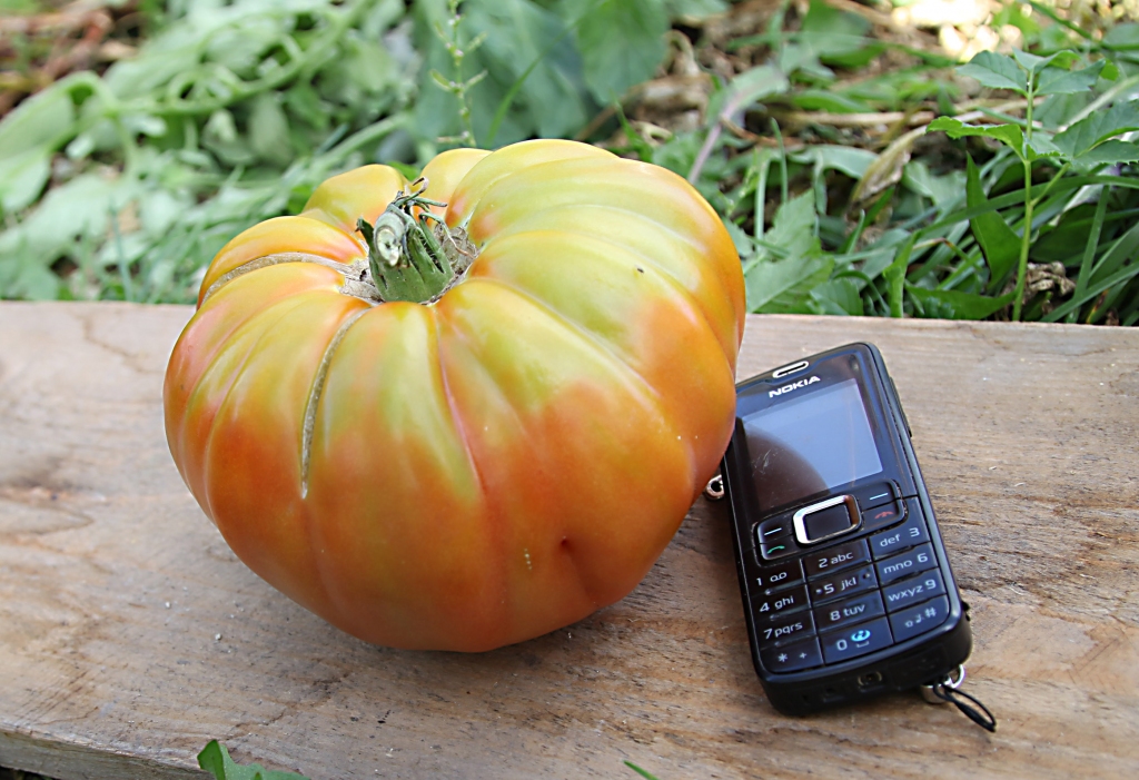 Autors: Gatis Bogdanovs