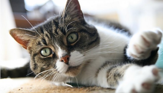 Autors: www.delfi.lv