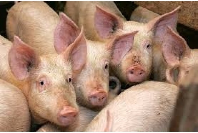 Autors: ilustratīvais