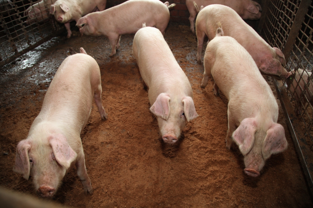 Autors: no “Dzirksteles” arhīva