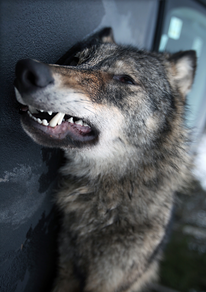 Acs pret aci, zobs pret zobu - šāda filozofija valda Vecajā Derībā. Līdz ar Bībeles Jauno Derību caur kristietību sabiedrībā ienākusi citāda domāšana, kas neatbalsta atriebību. Taču praksē pārliecināmies, ka tieši vecu vecās metodes tomēr ir visefektīvākās, kaut arī ne vienmēr likumīgas.
Autors: Gatis Bogdanovs