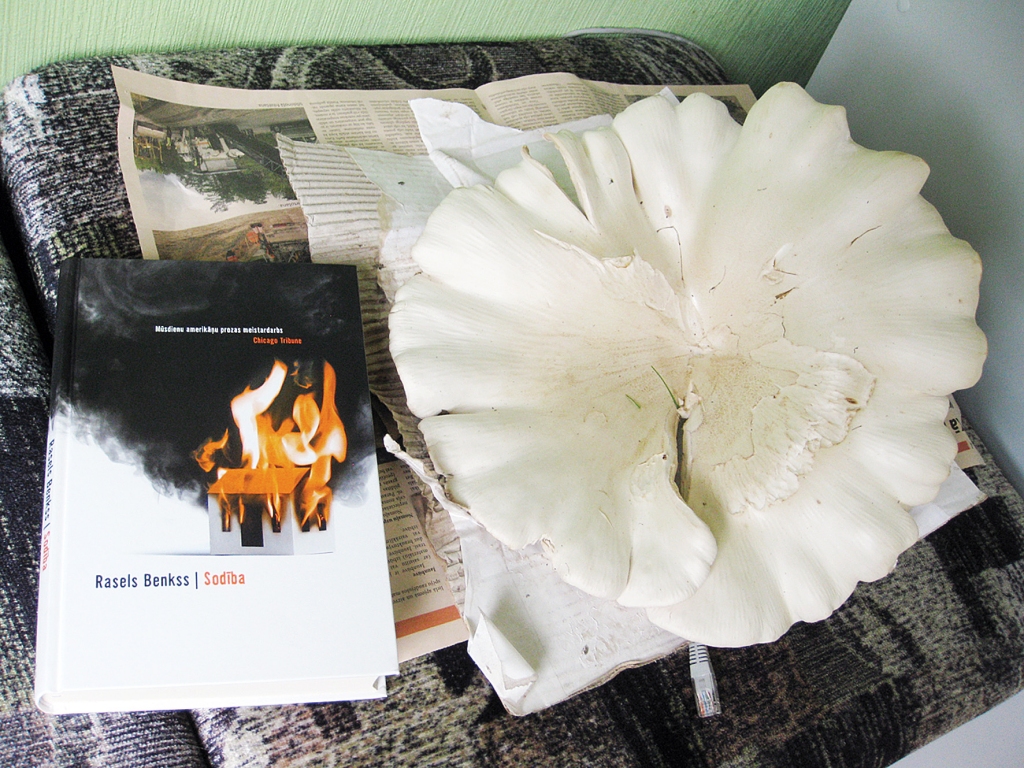 Milzu baltmietene izaugusi kādā dārzā Dīķa ielā zem ērkšķogu krūmiem. 	
Autors: Pārsla Konrāde