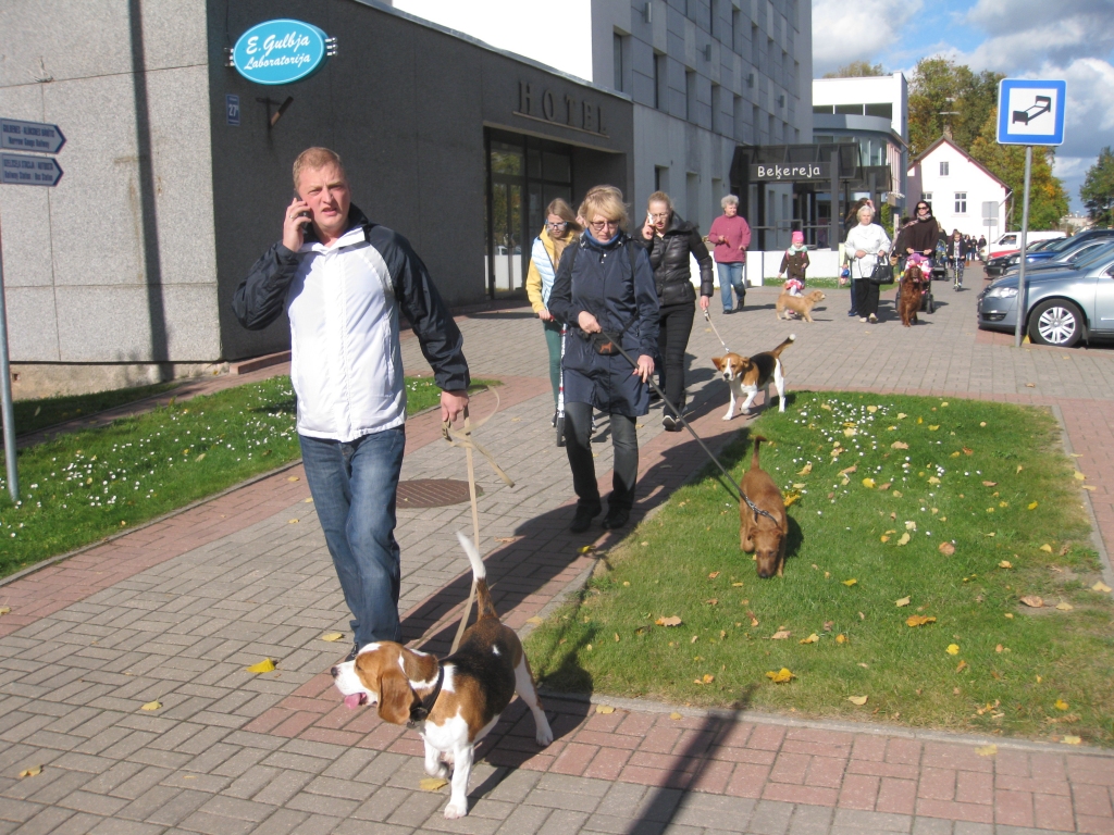Gājiens cauri Gulbenes centram. Salidojumā piedalījās trīs trīs dzīvespriecīgie bīgli - Marss, Lebrons un Fifa. Šajā attēlā iekļuvuši divi no šīs šķirnes suņiem.   
Autors: Diāna Odumiņa