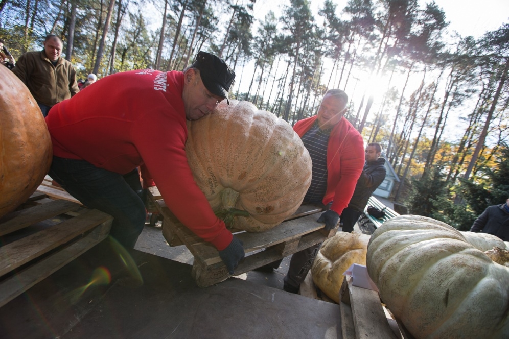 Viens no dagdēnietes Innas Kozlovskas izaudzētajiem ķirbjiem.
Autors: www.dagda.lv