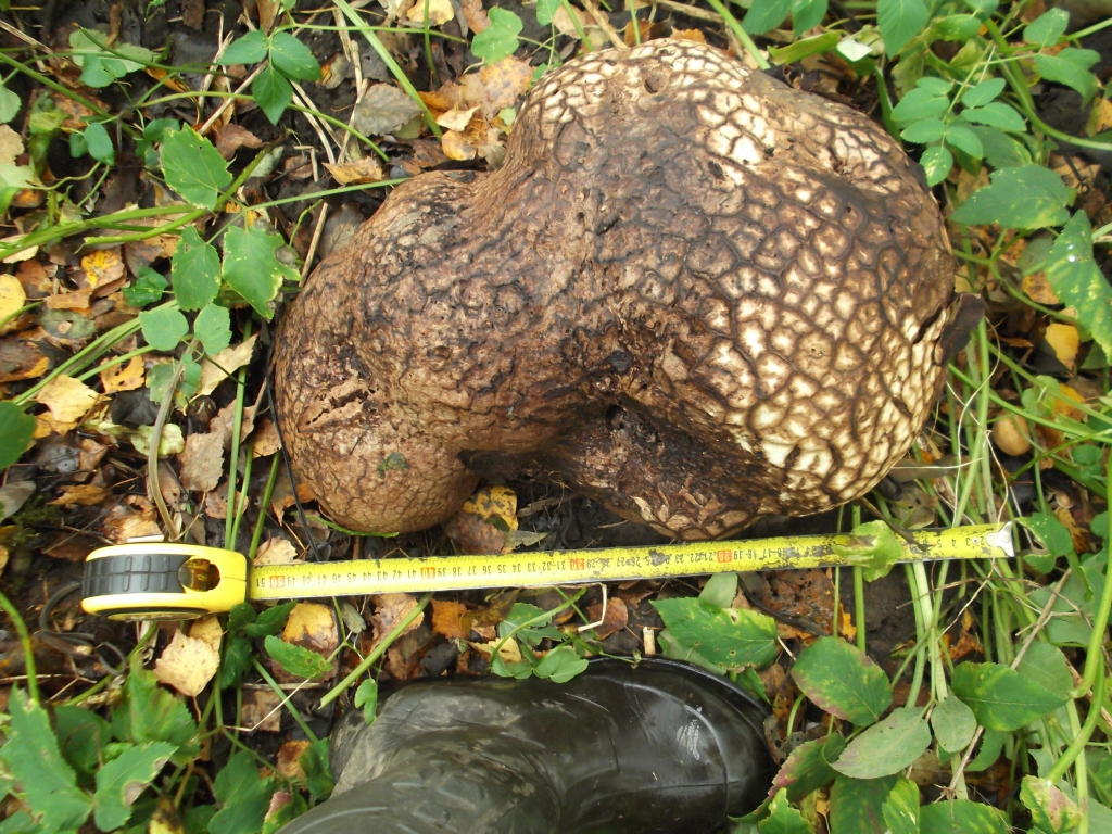 Izbraukums uz laukiem 9.oktobra svētdienā kādam sēņotājam izvērtās par pārsteigumu. 
Autors: no personiskā arhīva