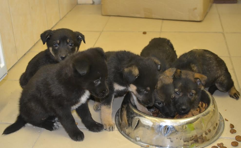 Autors: no dzīvnieku mājas 