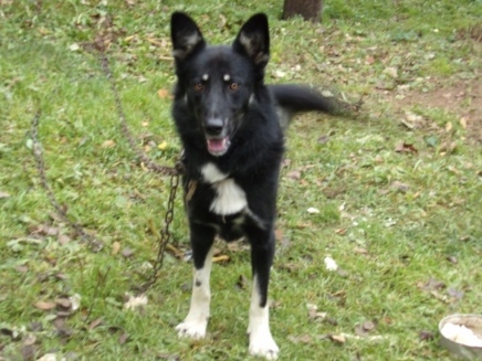 Džimis ir paglābts no nošaušanas. Ja draudzīgajam suņukam neatradīsies jauns saimnieks, viņam draud iemidzināšana. 
Autors: no personiskā arhīva 