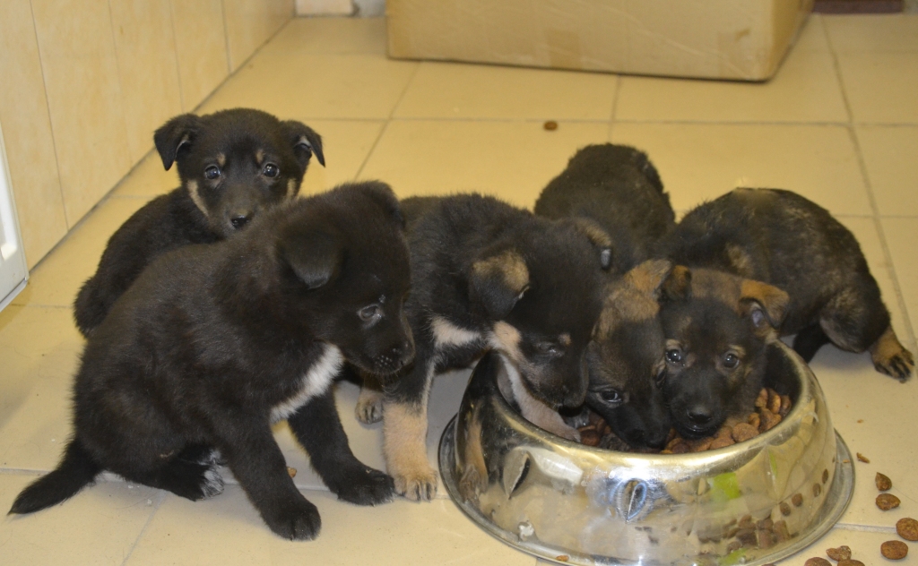 Autors: “Astes un ūsas”