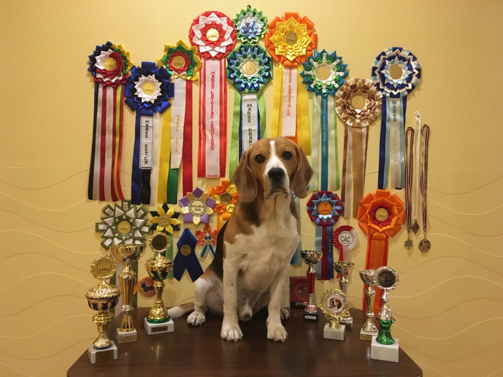 Marsa tituli
◆ Latvijas čempions 
◆ Lietuvas čempions
◆ Igaunijas čempions
◆ Baltijas čempions
◆ Zviedrijas čempions
◆ Baltkrievijas čempions
◆ Multi čempions (piecu valstu čempions)
◆ 2014., 2015. un 2016.gada čempions 
◆ Grandčempions
◆ Eirāzijas čempions
◆ Starptautiskais Baltijas valstu uzvarētājs
◆ Savienības kontinentu izstāžu čempions
◆ Čempionu 2015.gada čempionāta 1.vietas ieguvējs
Autors: no personiskā albuma