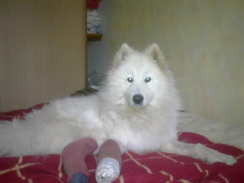 Naktī uz 3.novembri Gulbenē no privātmājas pagalma Dīķa ielā pāri sētai pārlēcis un brīvsolī aizgājis četrus gadus vecais samojeda šķirnes suns Tango.
Autors: njo personiskā arhīva