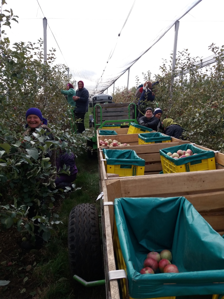 Florešti rajonā gulbenieši vēroja, kā 75 hektāru lielā augļu dārzā novāc ābolus. Tas ir roku darbs, lai gan viss pārējais process ir mehanizēts. Ābolus eksportē galvenokārt uz Krieviju. 	
Autors: Vita Lāčkāja - Krūmiņa