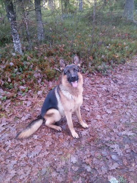 Sestdien, 12. novembrī, pastaigas laikā Lejasciema pagastā pazudis vācu aitu suns.