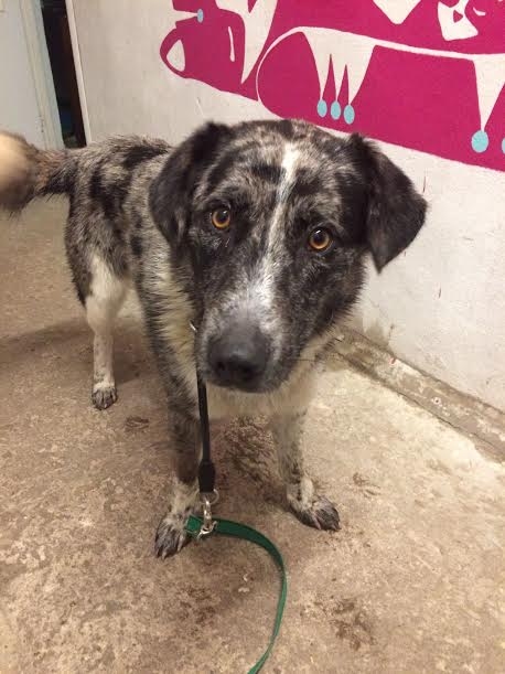 Autors: no dzīvnieku mājas 