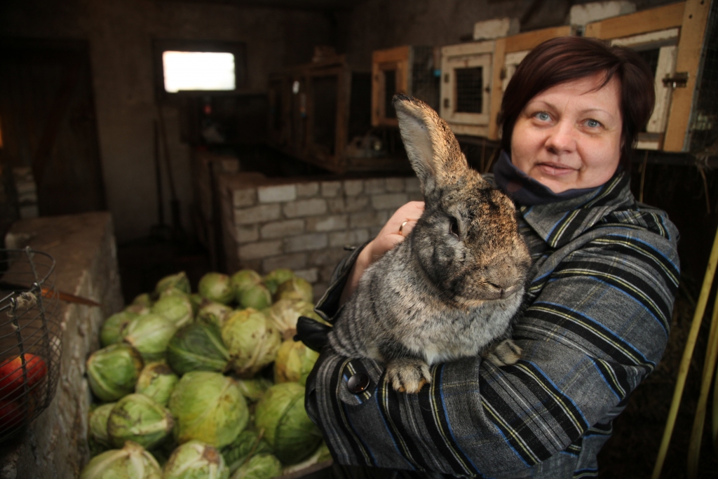 Tirzmaliete Agrita Petrovska uzskata, ka laukos truškopība arī var būt izdevīgs bizness, jo no šiem dzīvniekiem iespējams gūt daudz labumu. Tā ir ne tikai veselīga gaļa, bet arī ādas un mēsli.   Ciltstēvam šinšillas šķirnes trusim Saimniekam Agrita garantē mūža maizi.   
Autors: Gatis Bogdanovs  