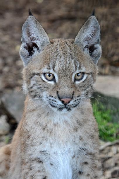 Autors: no Rīgas zooloģiskā dārza arhīva