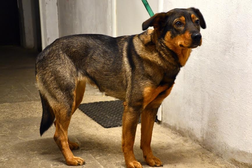 Autors: dzīvnieku māja 